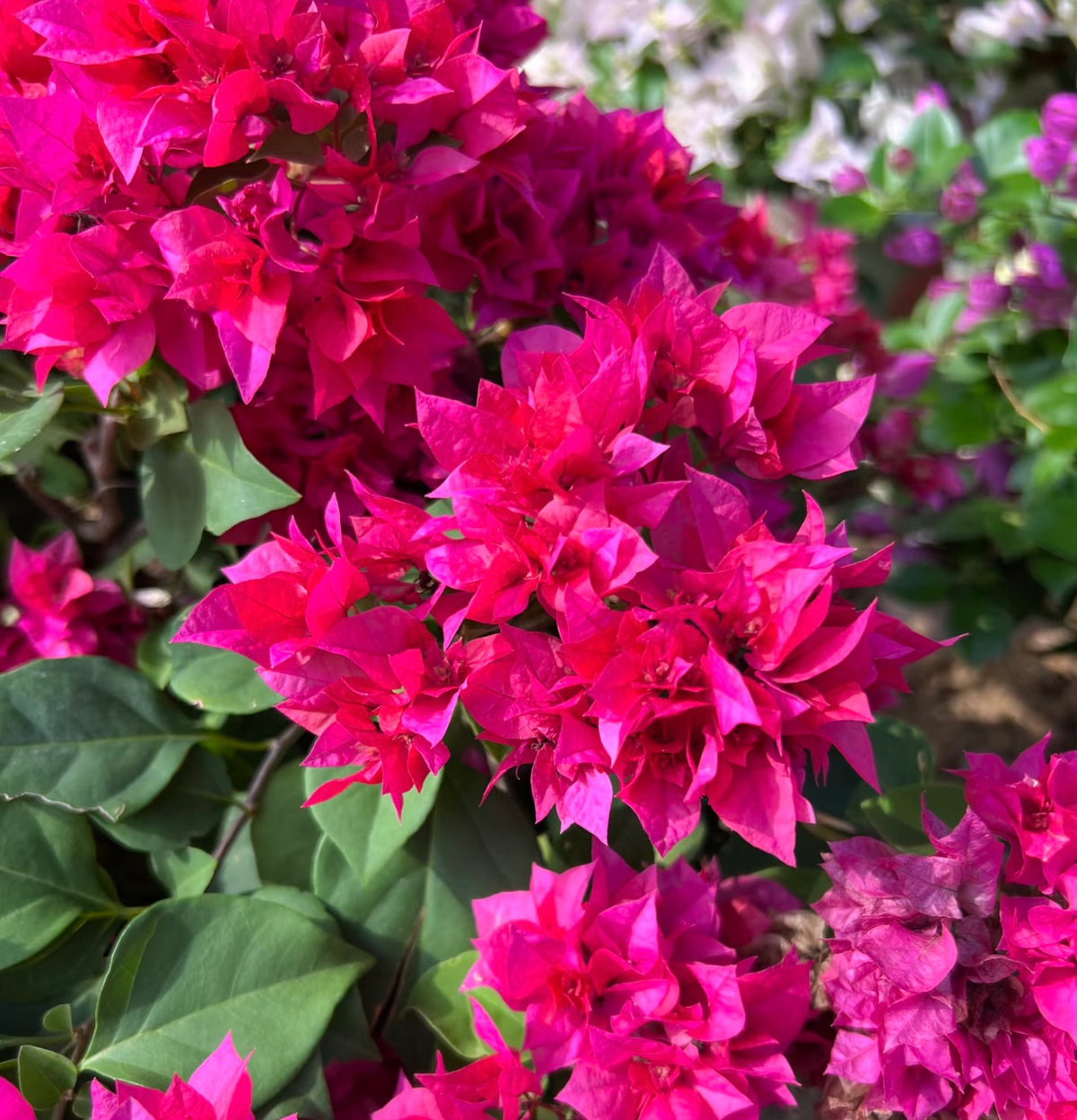 Bougainvillea “Carmencita” 2ltr