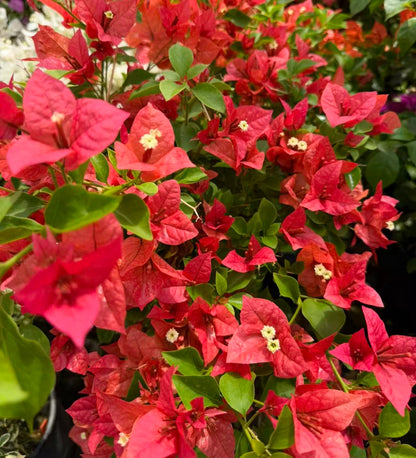 Bougainvillea “Pedro” 2ltr