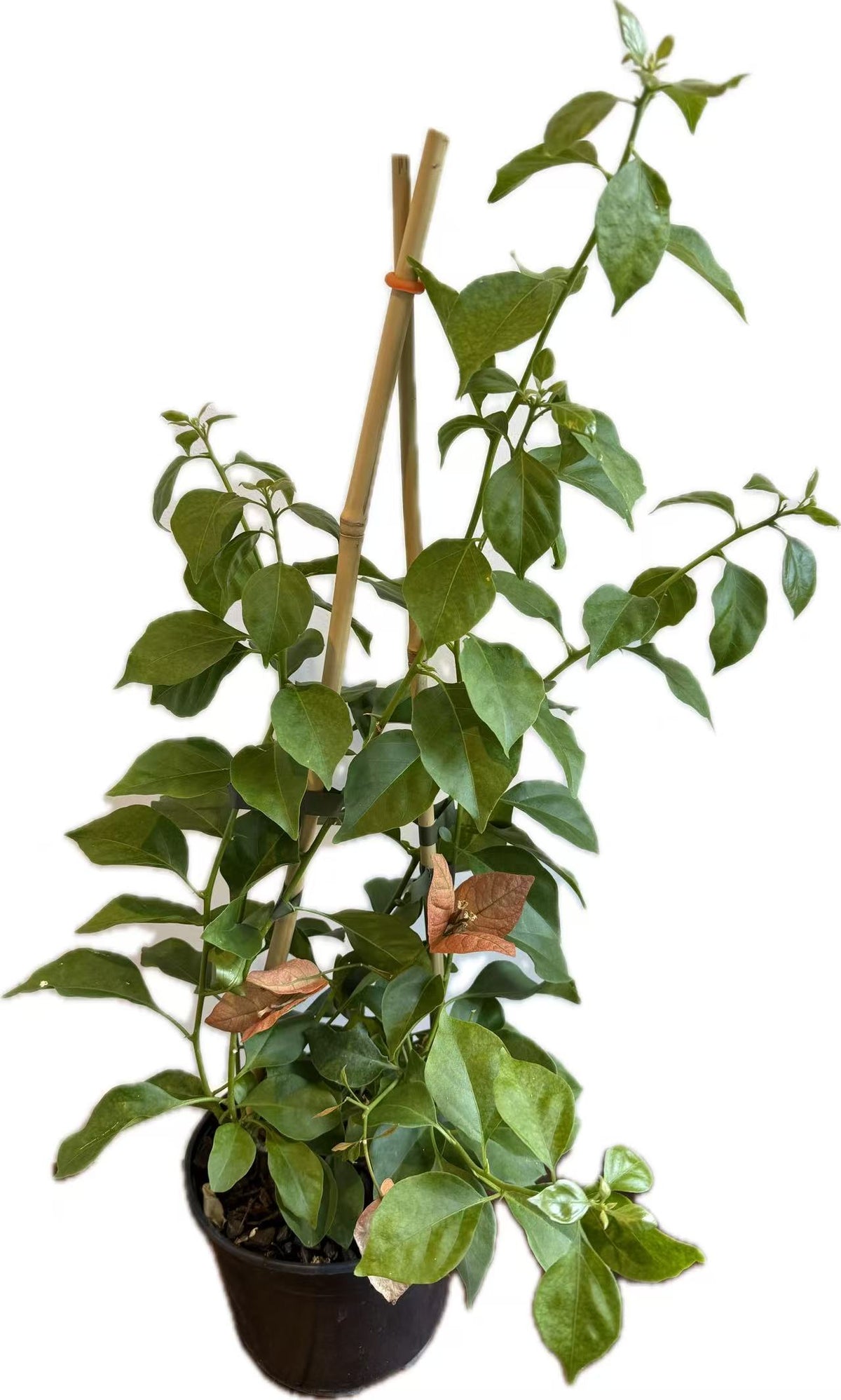 Bougainvillea “Pedro” 2ltr