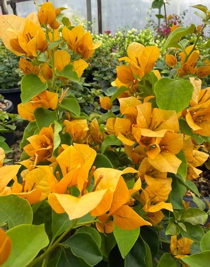 Bougainvillea "Siggi" 2ltr