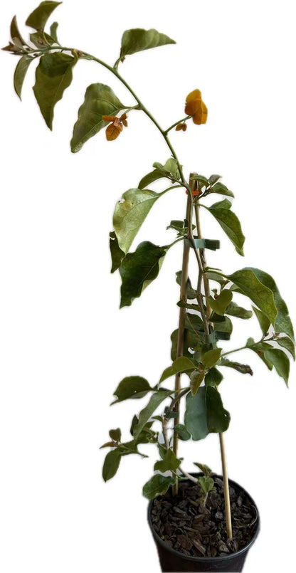 Bougainvillea "Siggi" 2ltr