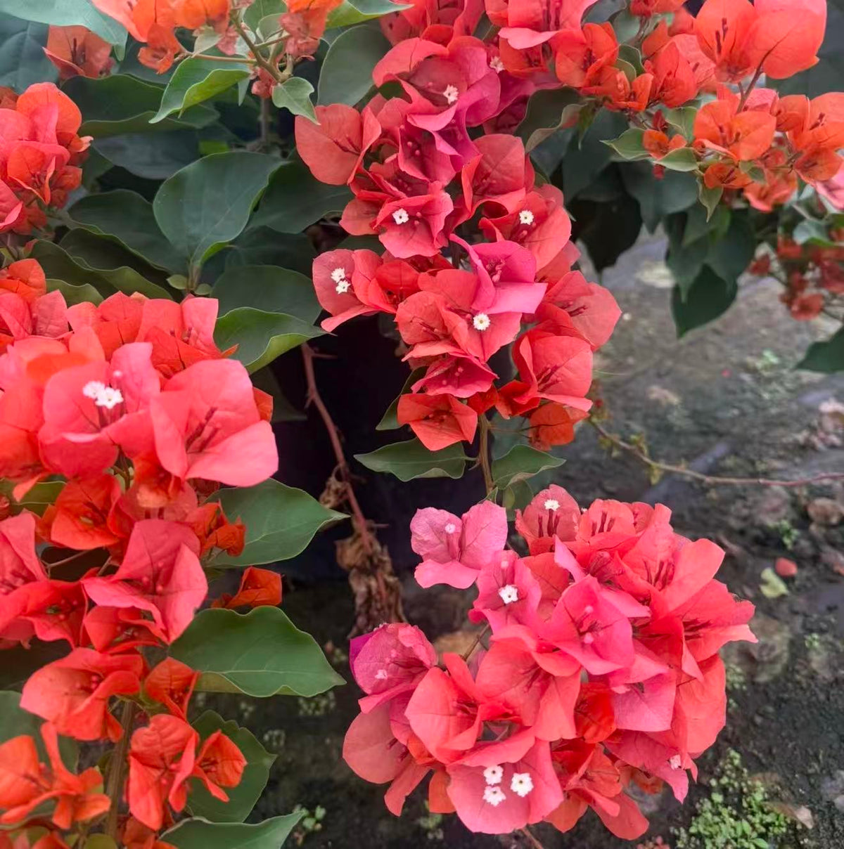 Bougainvillea "Tango" 2ltr