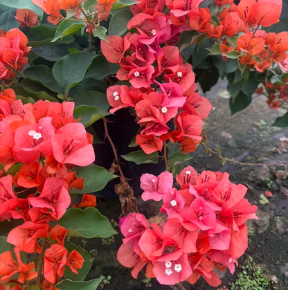 Bougainvillea "Tango" 2ltr