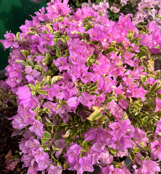 Bougainvillea "Harrasii" 2ltr