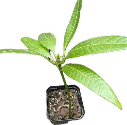 Mango seedling “Kesar”