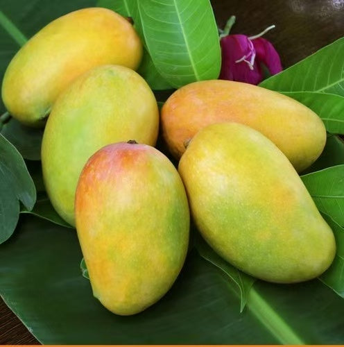 Mango seedling “Kesar” 0.5ltr