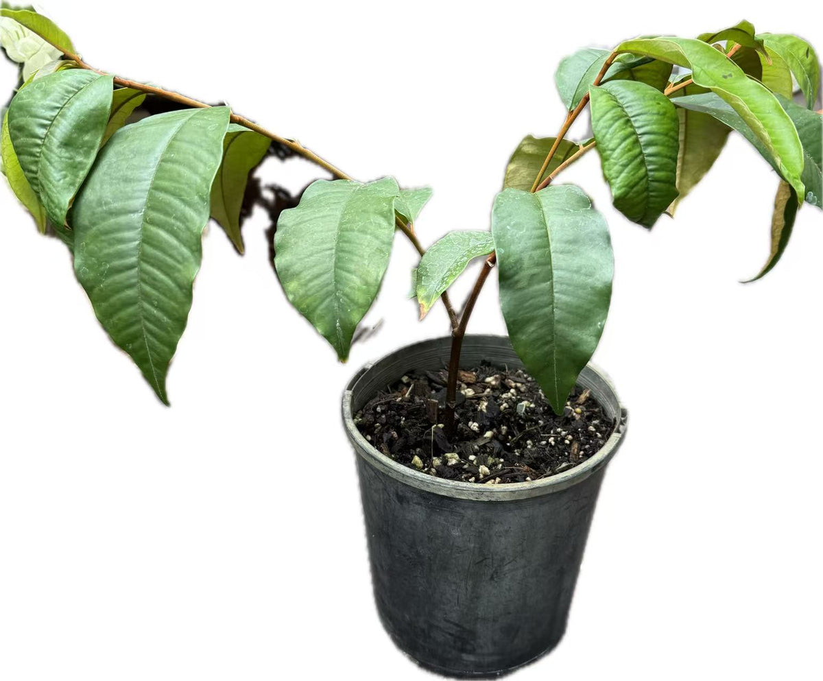 Purple Star Apple seedling 2ltr