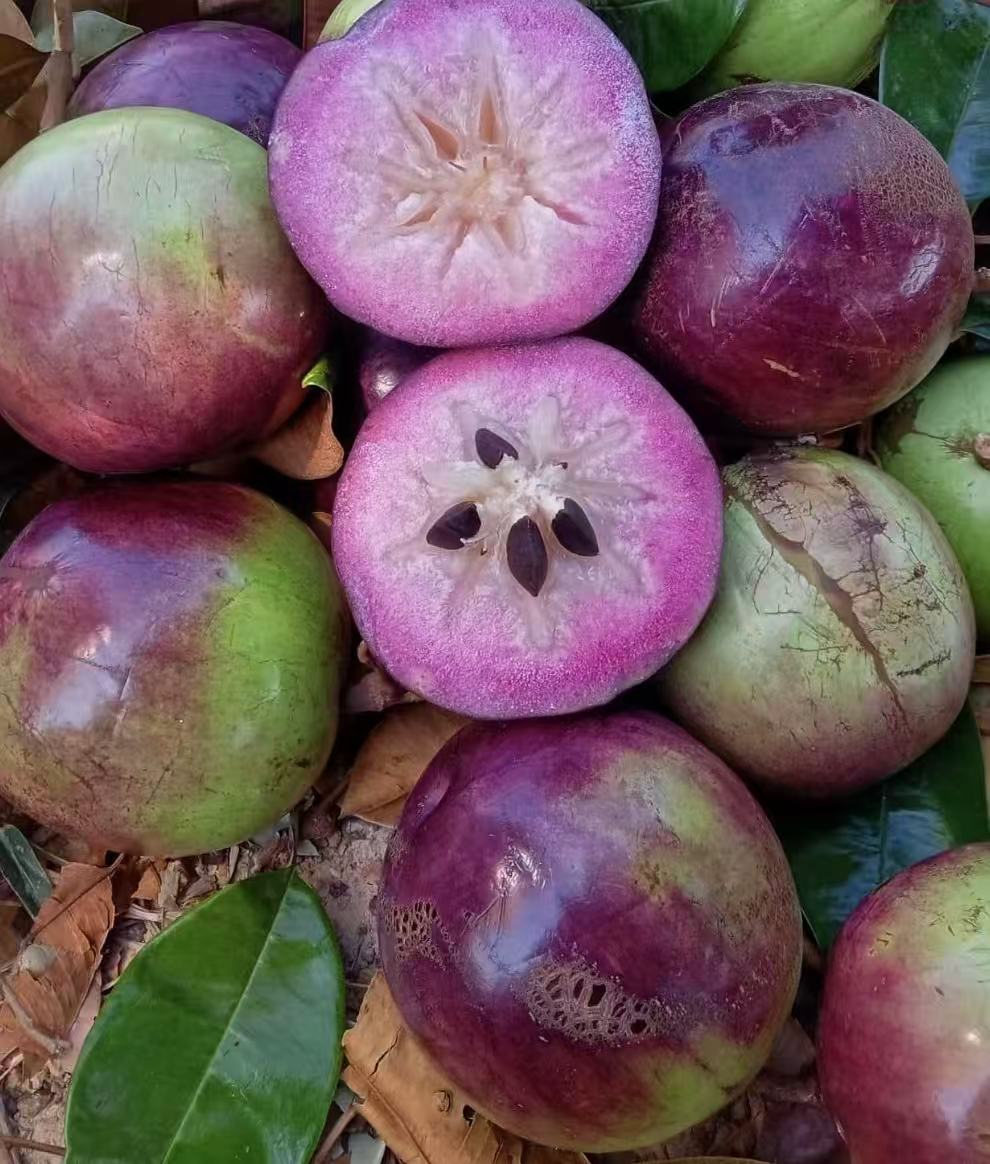 Purple Star Apple seedling 2ltr