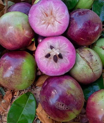 Purple Star Apple seedling 2ltr