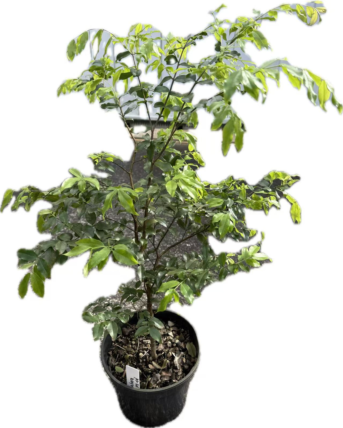 Jaboticaba seedling（Sabara）