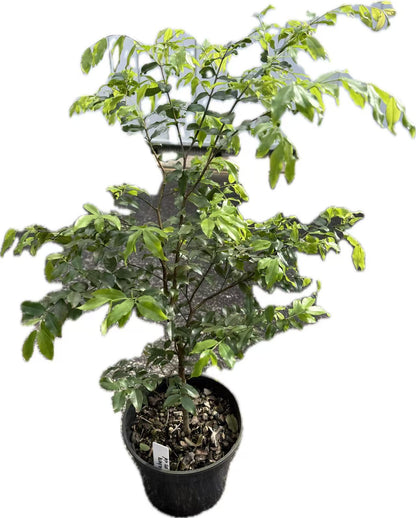 Jaboticaba seedling（Sabara）