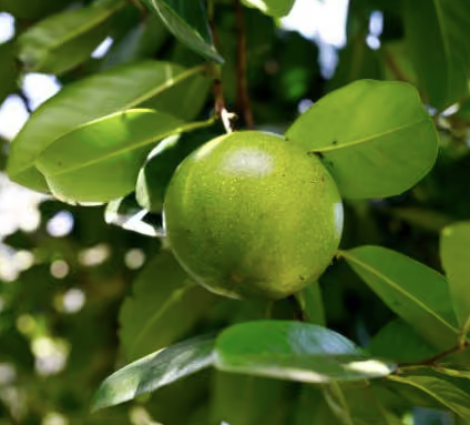 Black Sapote seedling