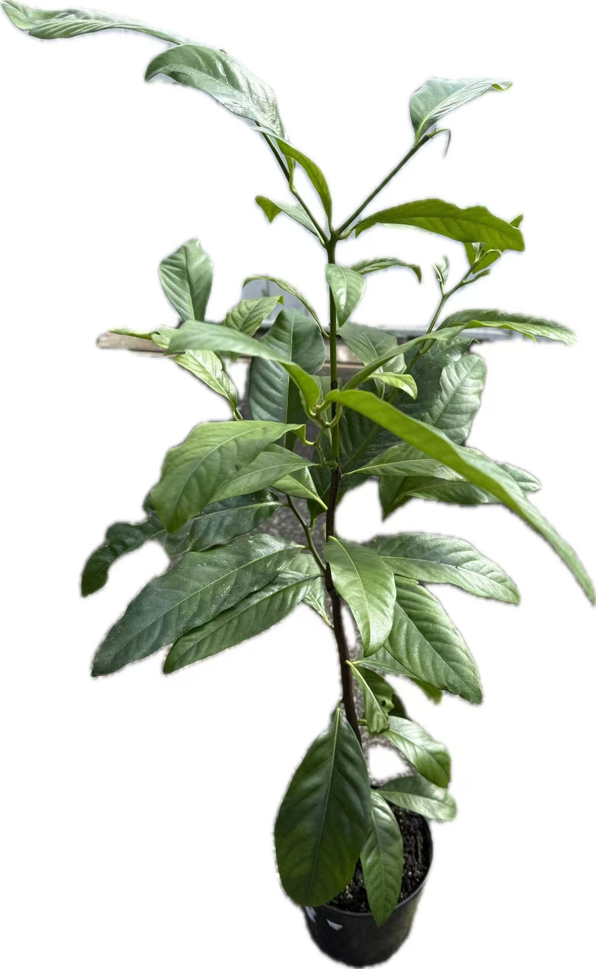 Black Sapote seedling