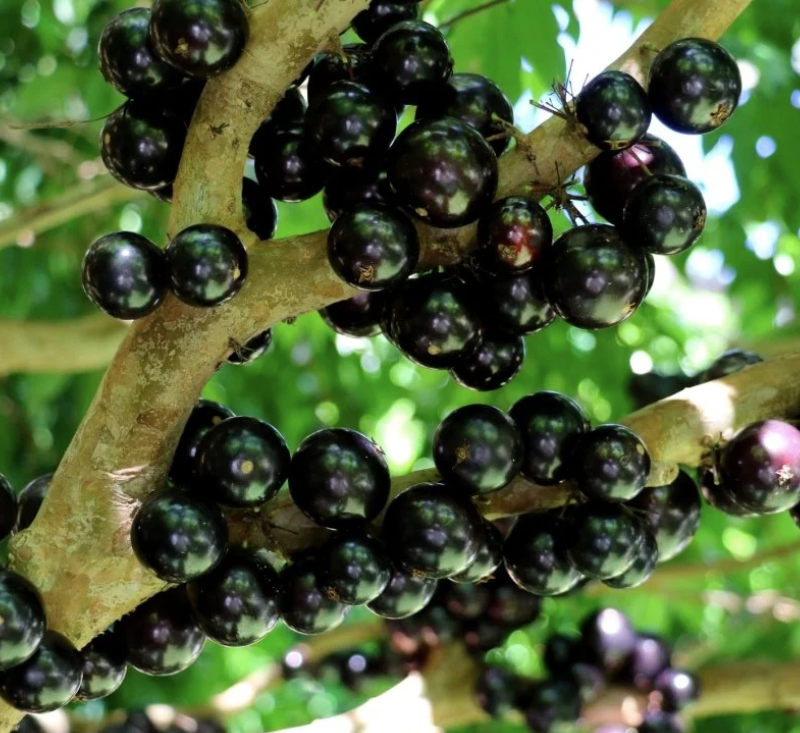 Jaboticaba seedling（Sabara）