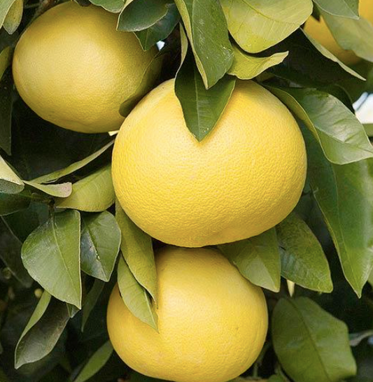 Grapefruit Seedling
