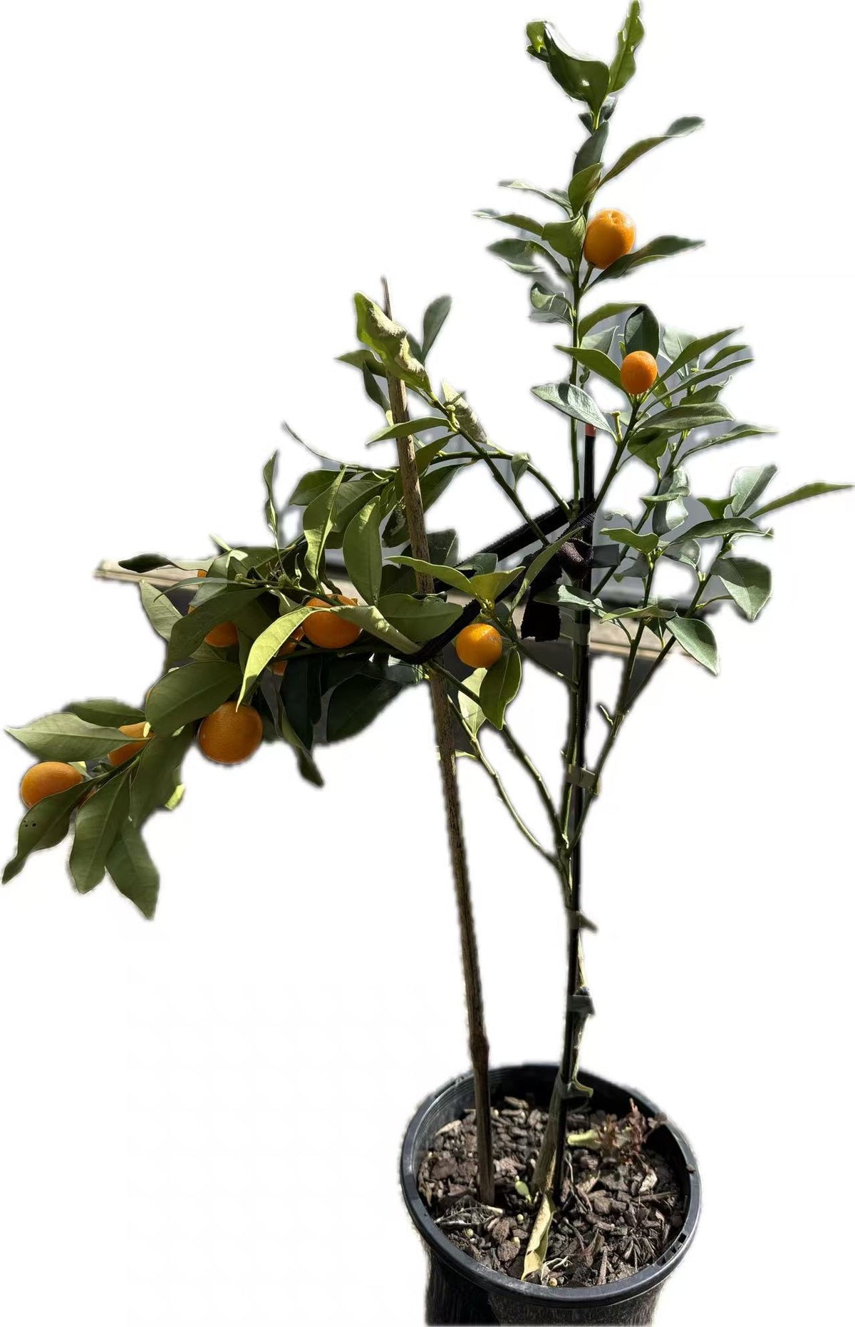 Meiwa kumquat（with fruits）