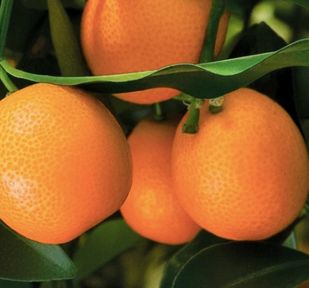 Meiwa kumquat（with fruits）