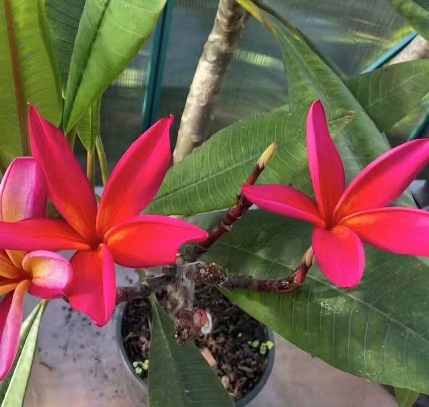 Frangipani（Kauka Wilder with inflorescence）