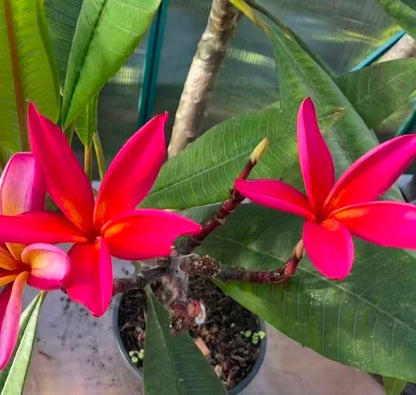 Frangipani（Kauka Wilder with inflorescence）