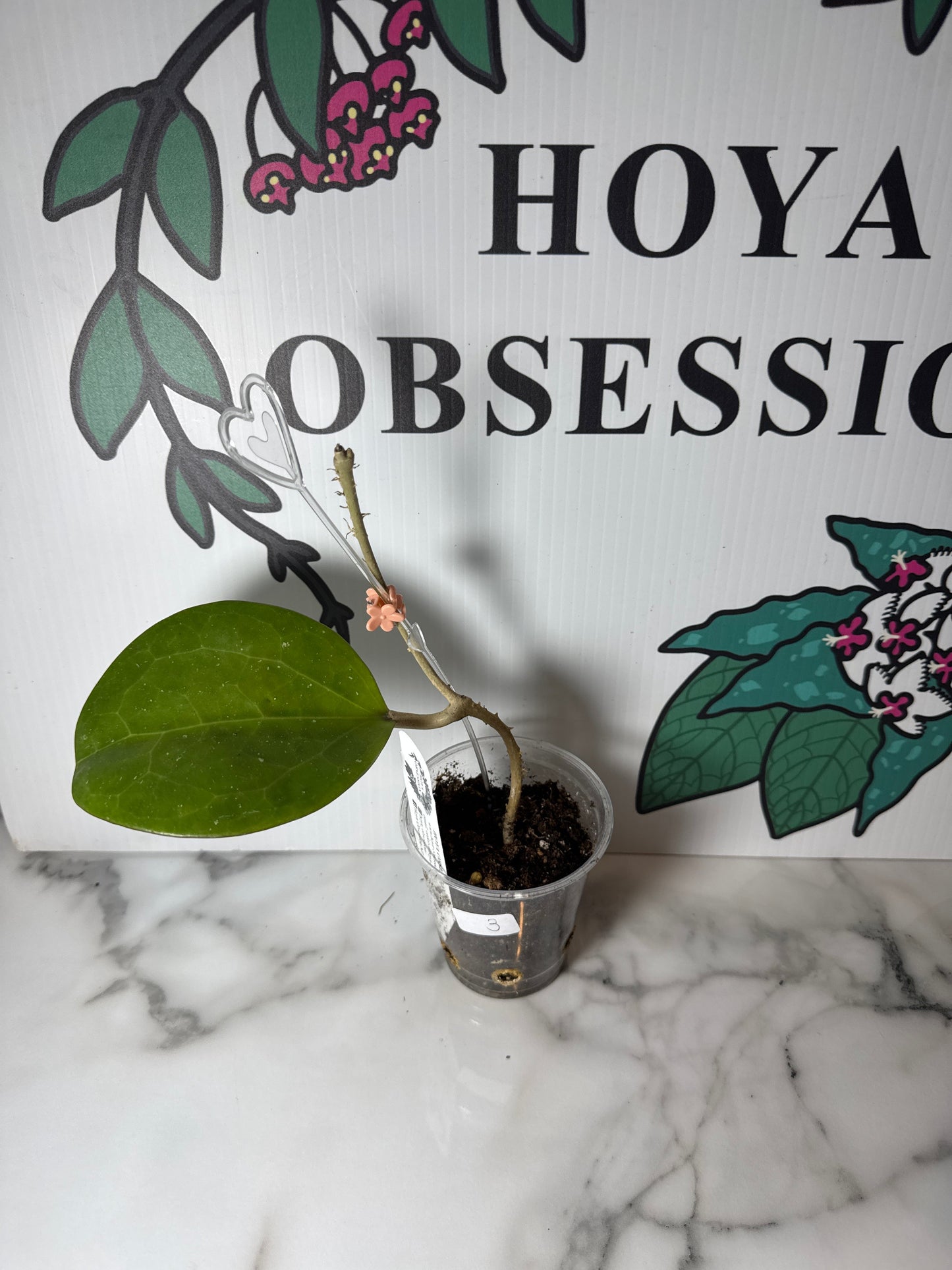 Hoya loyceandrewsiana