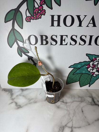 Hoya loyceandrewsiana