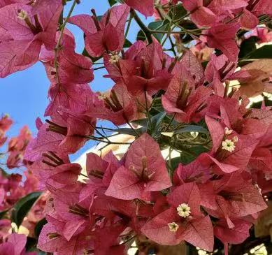 Bougainvillea “Pink Clusters” 2ltr