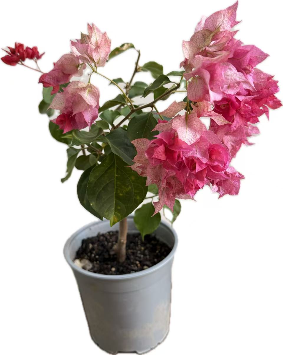 Bougainvillea “Carmencita” 3yrs old