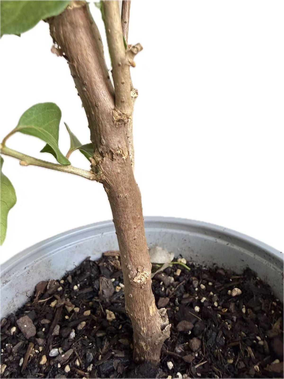 Bougainvillea “Carmencita” 3yrs old
