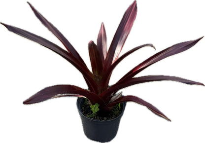 Bromeliad Alcantarea vinicolor hybrids