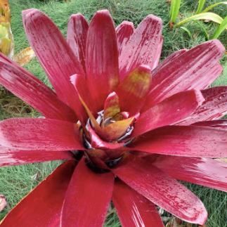 Bromeliad Alcantarea vinicolor hybrids