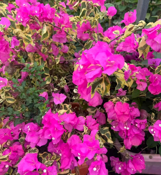 Bougainvillea "Sirene" 2ltr