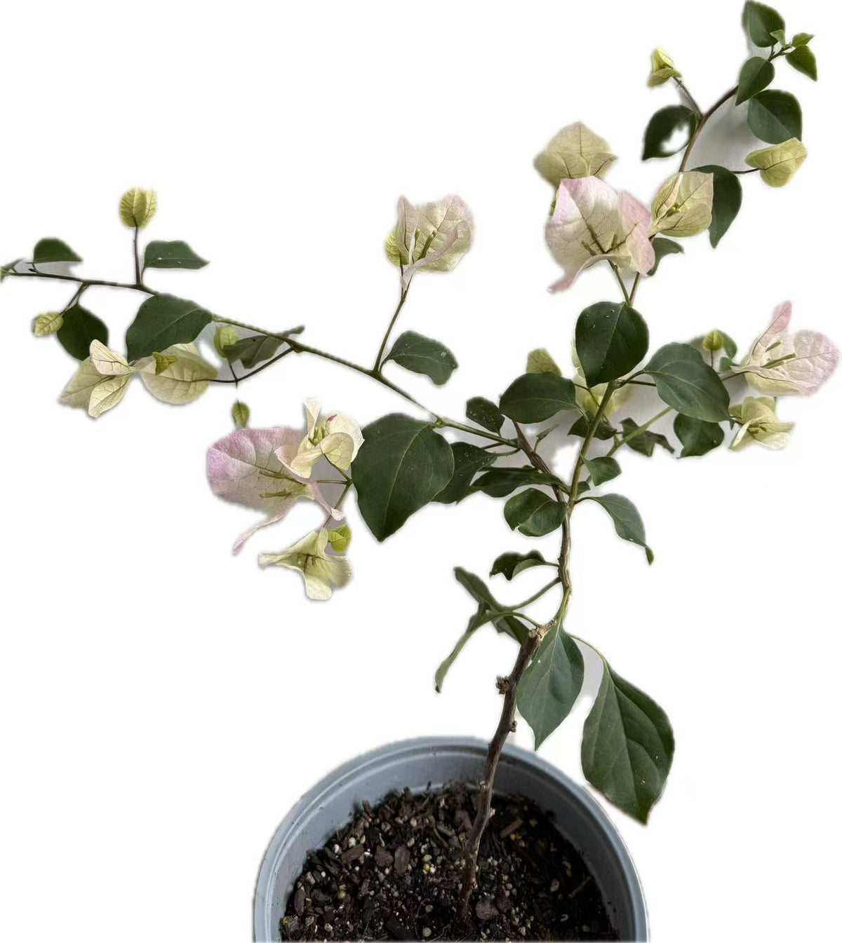 Bougainvillea “Majik" 2ltr