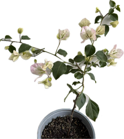 Bougainvillea “Majik" 2ltr
