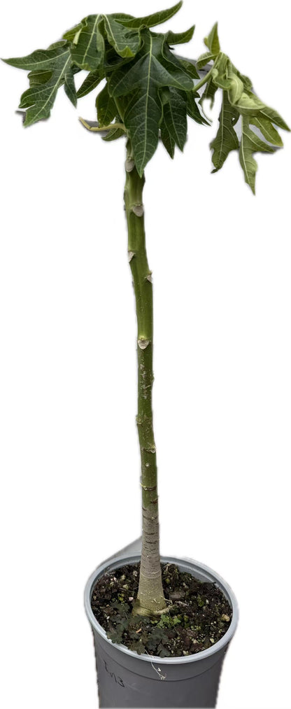 Papaya