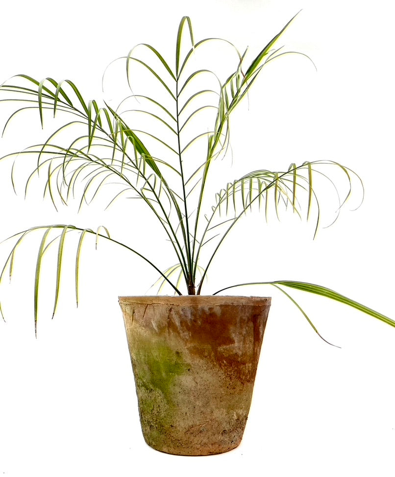 maya palm plant Maya Palm (Gaussia maya) for sale – Jungle Story