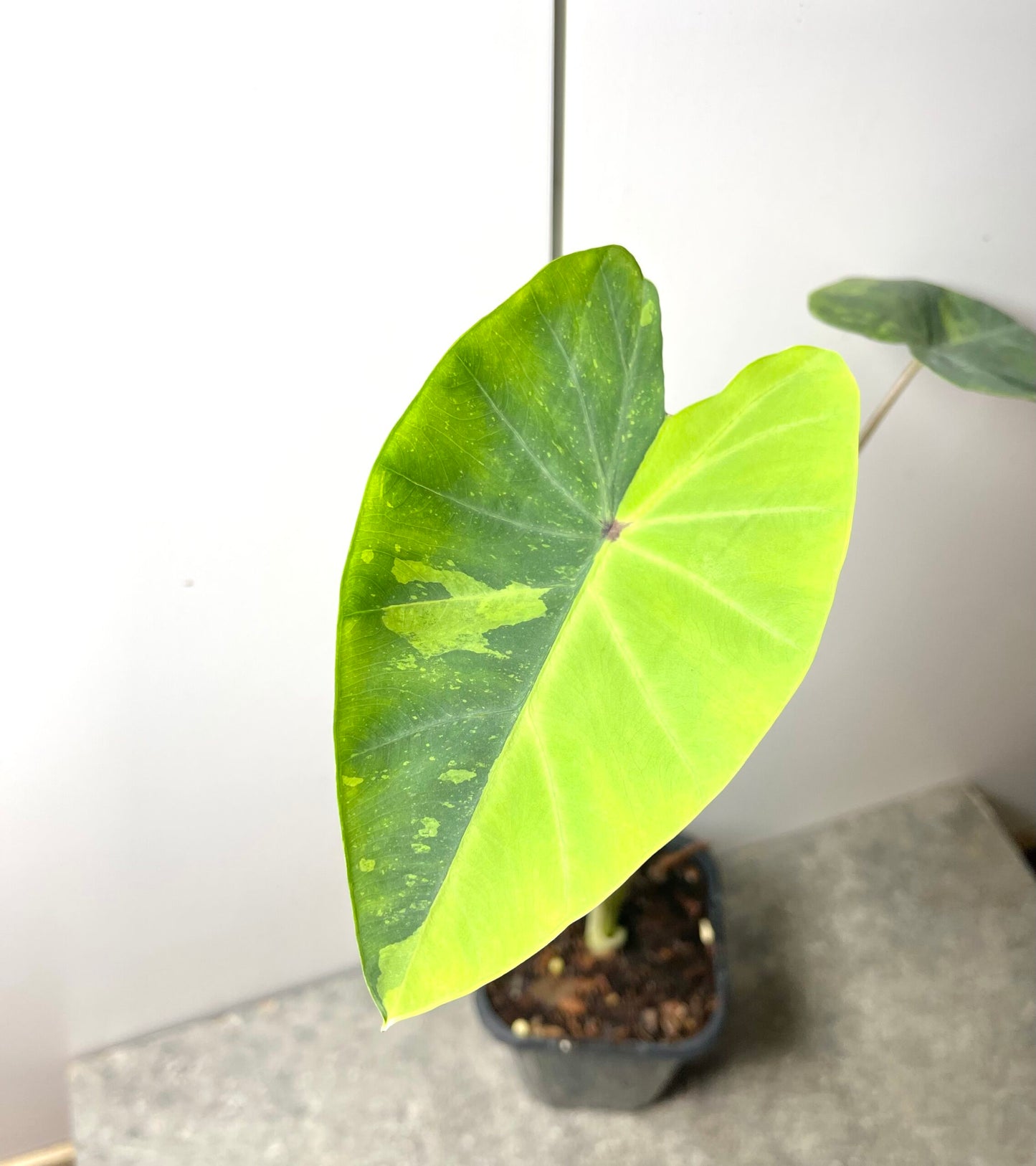 Colocasia Lemon Lime Gecko