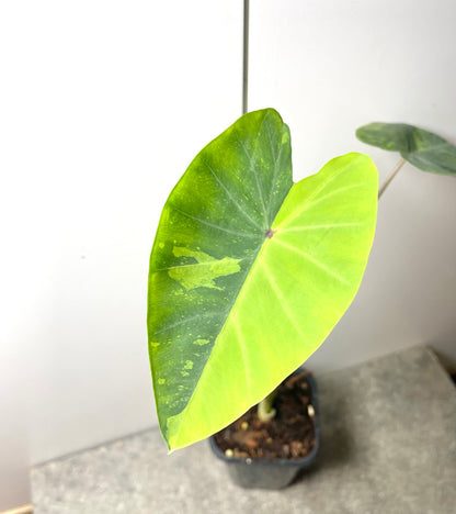 Colocasia Lemon Lime Gecko