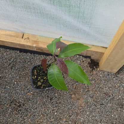 Mango Seedling (Small) Indian 'Kesar' Variety
