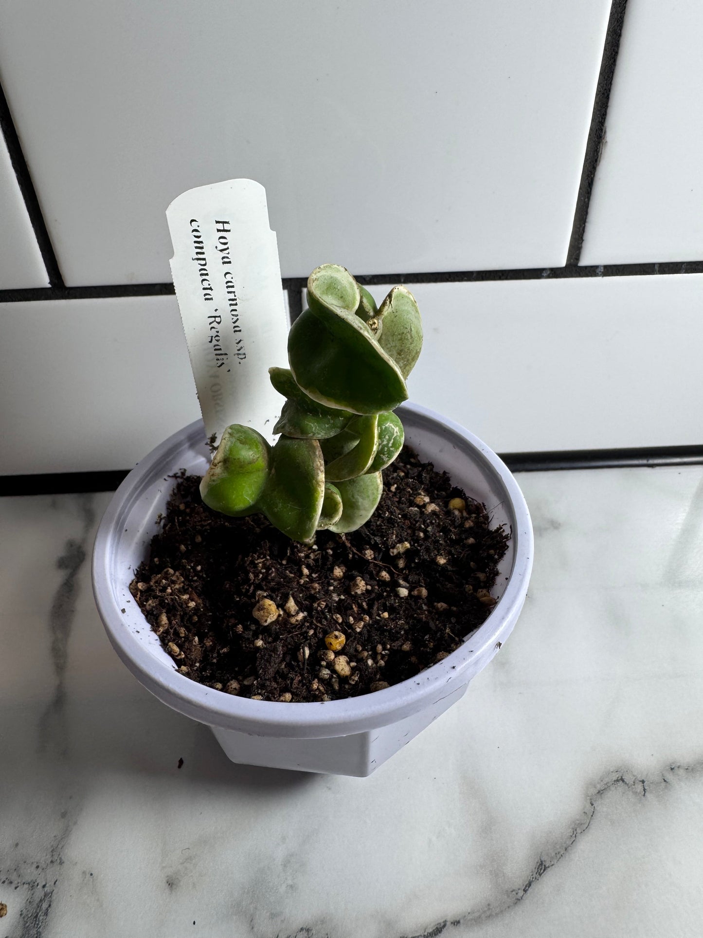 Variegated Hoya Bundle # 2