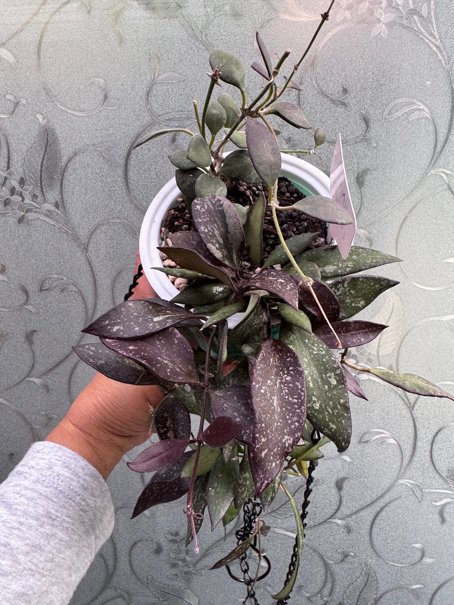 Hoya ‘Rosita (Merlot)