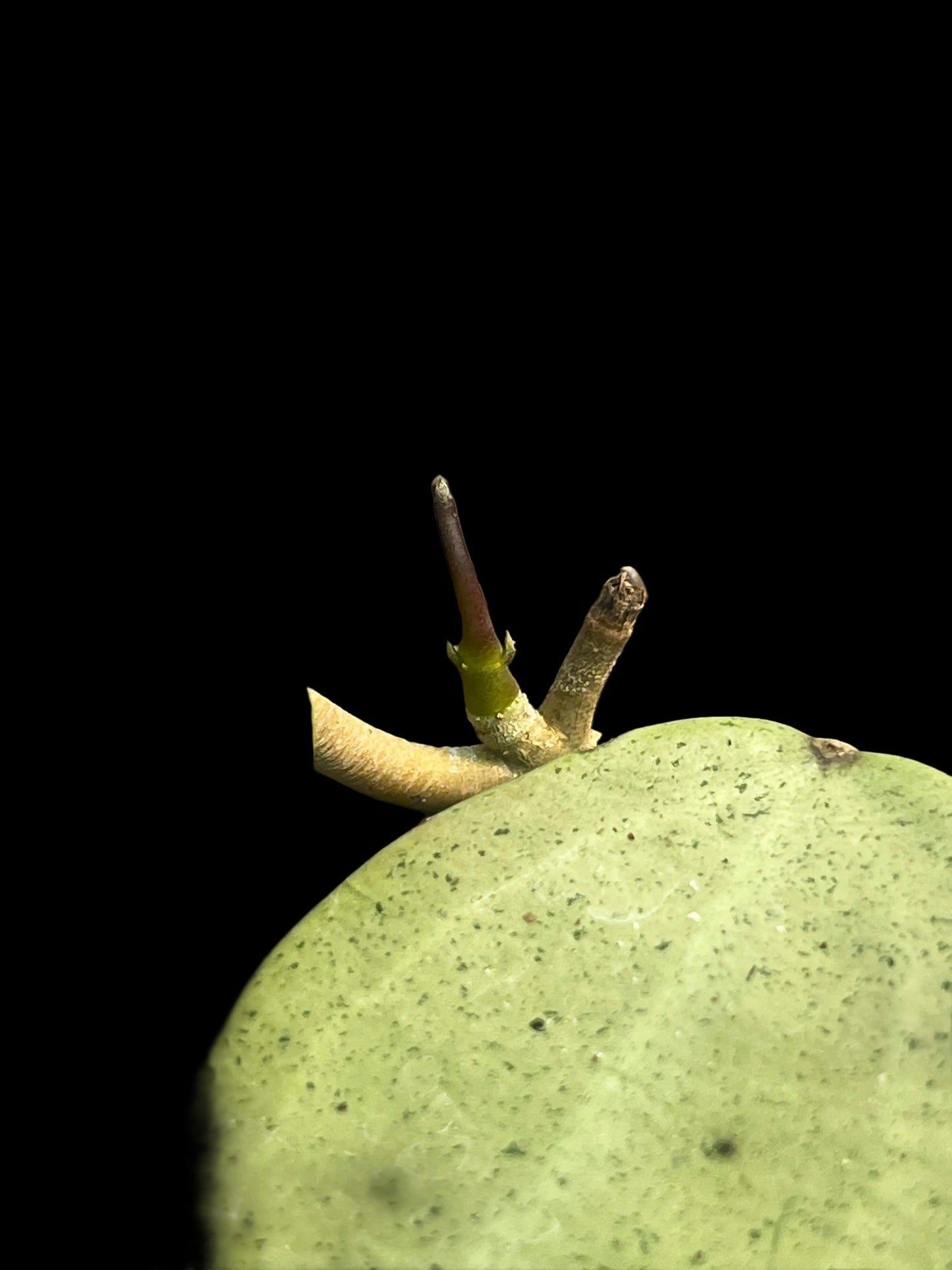 Hoya verticillata Silver Heart, Extremely Rare