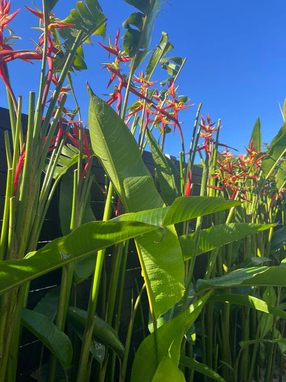 ?!label-Indicative photo 