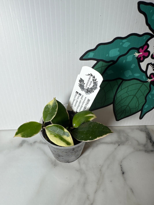 Hoya lacunosa 'Asami' (Outer variegated Hoya lacunosa)