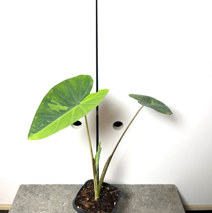 Colocasia Lemon Lime Gecko