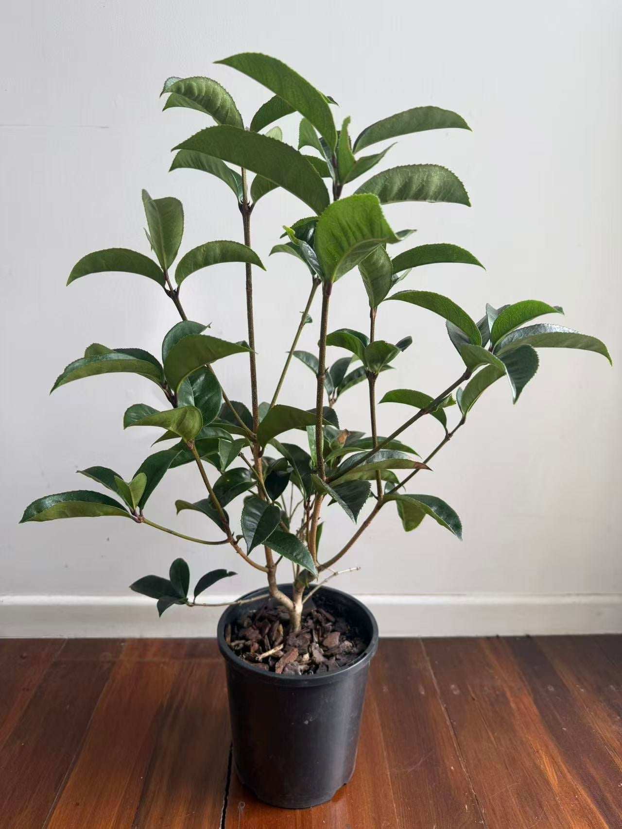 Osmanthus fragrans 'Latifolius'（Sweet Olive）65cm