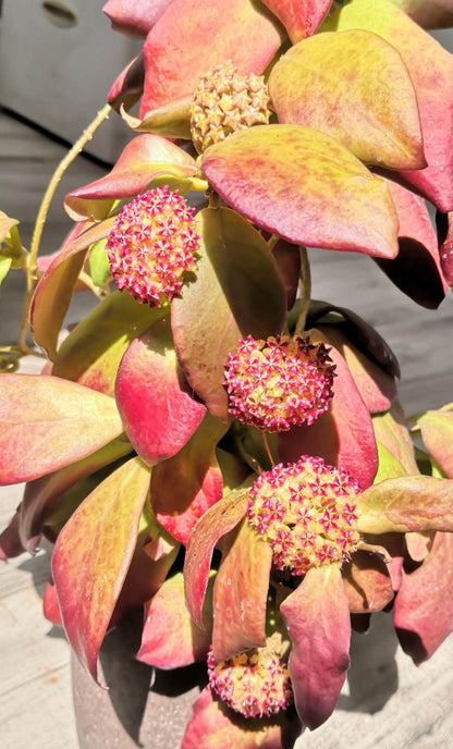 Hoya mindorensis  (Cuttings)