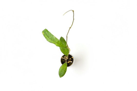 Hoya AH 021, Very Rare