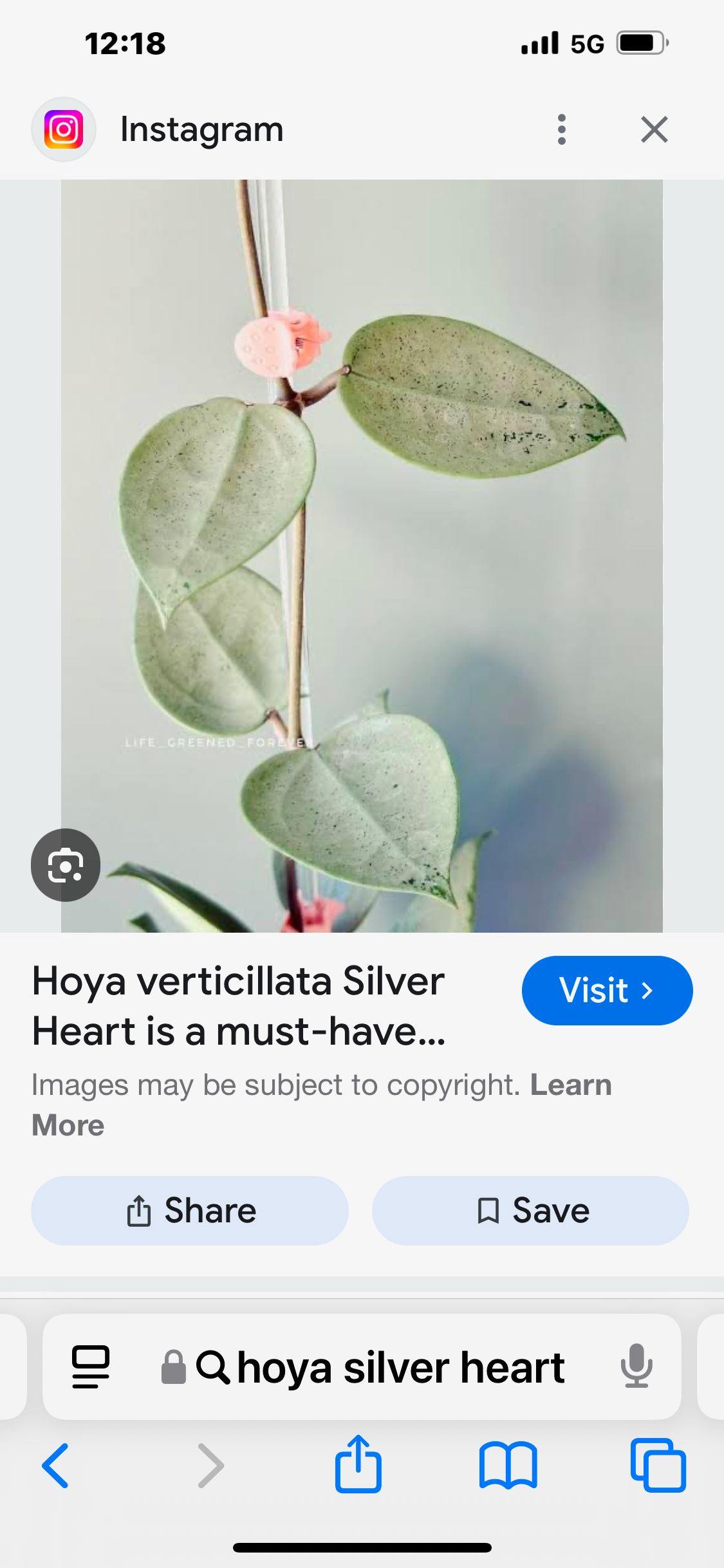 Hoya verticillata Silver Heart, Extremely Rare