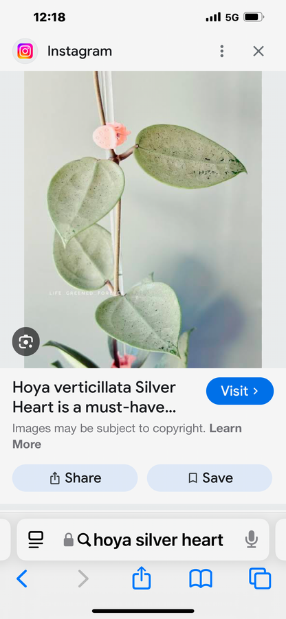Hoya verticillata Silver Heart, Extremely Rare