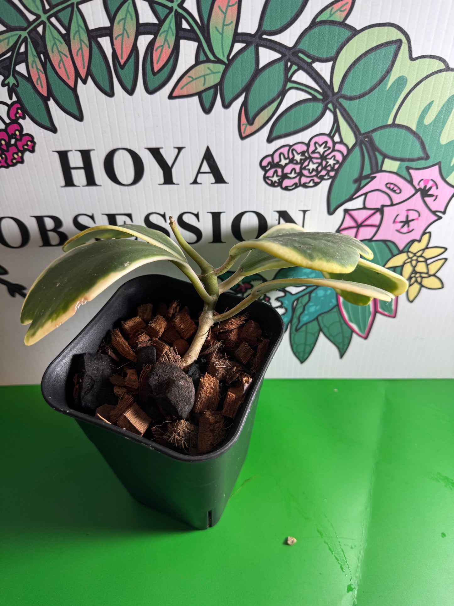Hoya kerrii (Outer variegated) - Cuttings